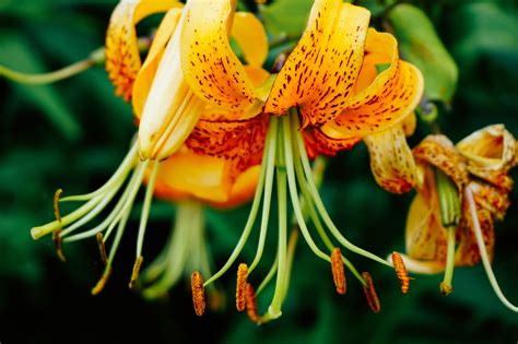 Free Images Flower Petal Flowering Plant Botany Tiger Lily Lily