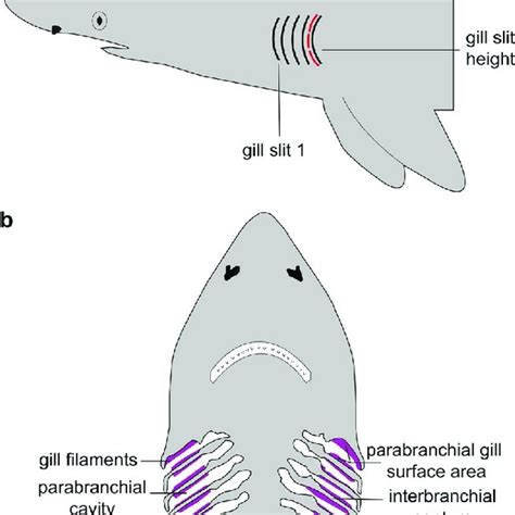 The Relationship Of Parabranchial Gill Surface Area And Individual Gill