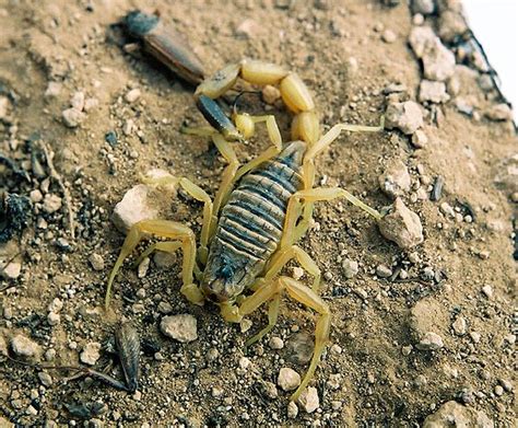 Leiurus Quinquestritatus Scorpion Arachnids Beetle Insect