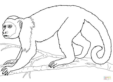 Spider Monkey Drawing at GetDrawings | Free download