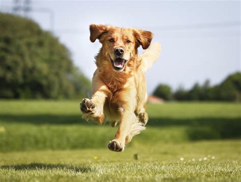 The 15 Best Dog Breeds For Running Livestrong