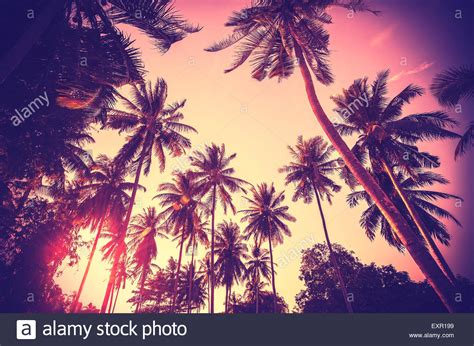 Maybe you would like to learn more about one of these? Vintage toned holiday background made of palm tree ...