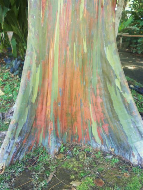 rainbow eucalyptus tree | Rainbow eucalyptus tree, Rainbow eucalyptus, Sacred tree