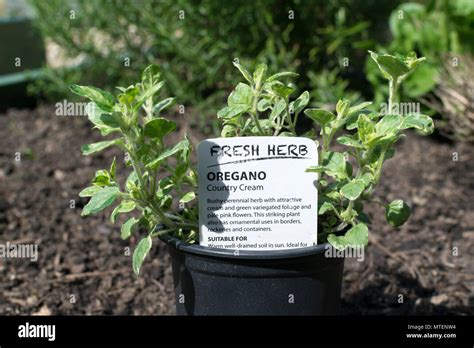Oregano Country Cream A Bushy Perennial Herb Stock Photo Alamy
