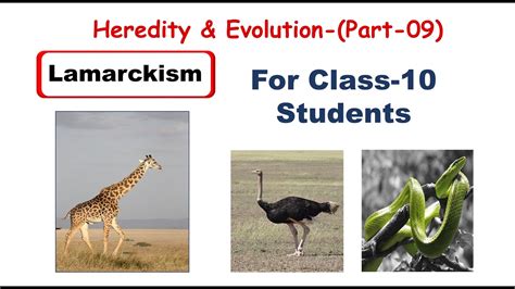 Lamarckism Theory Of Inheritance Of Acquired Charactersheredity And