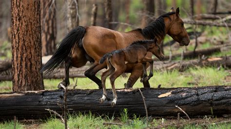 Wild horses can be saved with birth control, not costly roundups