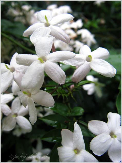 Jasmin Jasmine Plant Plants Smelling Flowers