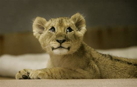 A Cute Lion Cub Neatorama