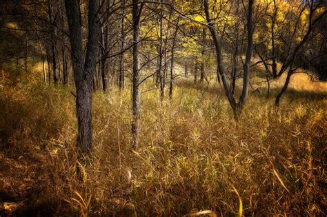 Wallpaper Autumn Trees Color Fall Grass Leaves Nikon Foliage Prairie Nikkor Plains