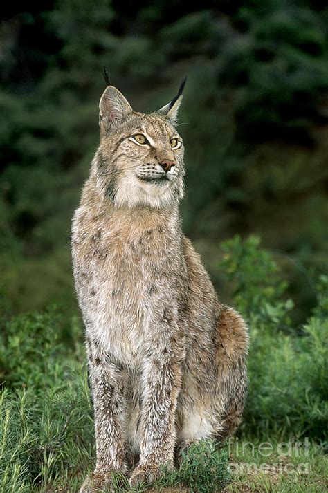 Canadian Lynx Felis Lynx Wildlife Rescue Photograph By Dave Welling