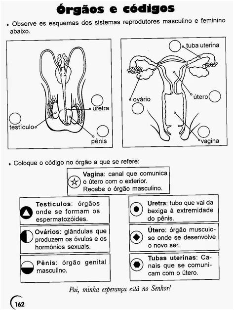 Atividades Sistema Reprodutor Masculino E Feminino 5o Ano Com Gabarito