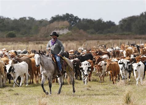 osceola cattle drive highlights floridas cowboy history orlando sentinel