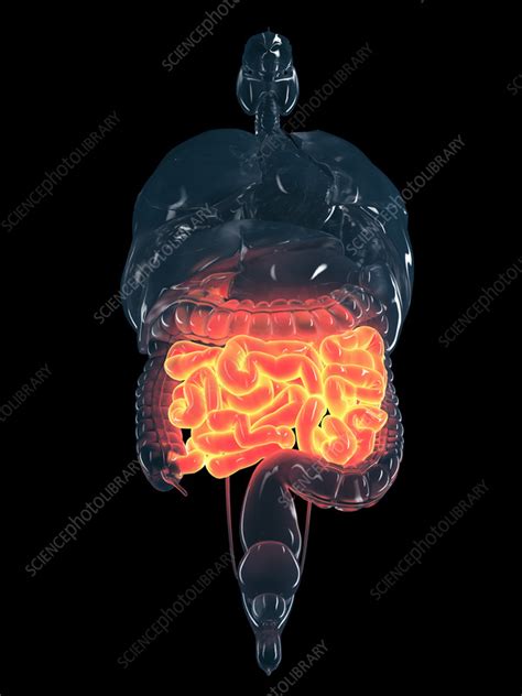 Human Small Intestine Illustration Stock Image F0354461 Science