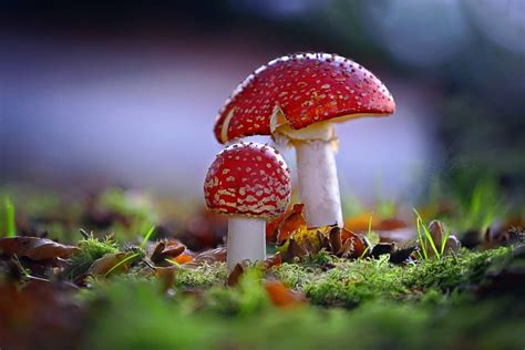 Mushroom Hd Wallpaper