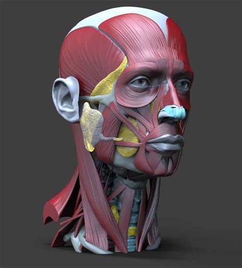 Anatomytools.com provides highly detailed male and female anatomical reference models, artist busts, instructional. male head ecorche | Human anatomy drawing, Anatomy art ...