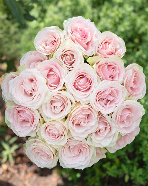 Frutteto Light Pink Rose Fresh Flowers