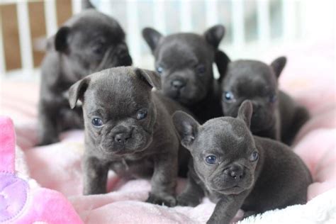 Shipped worldwide with 10 year health guarantee. French Bulldog Puppies For Sale | Los Angeles, CA #262056