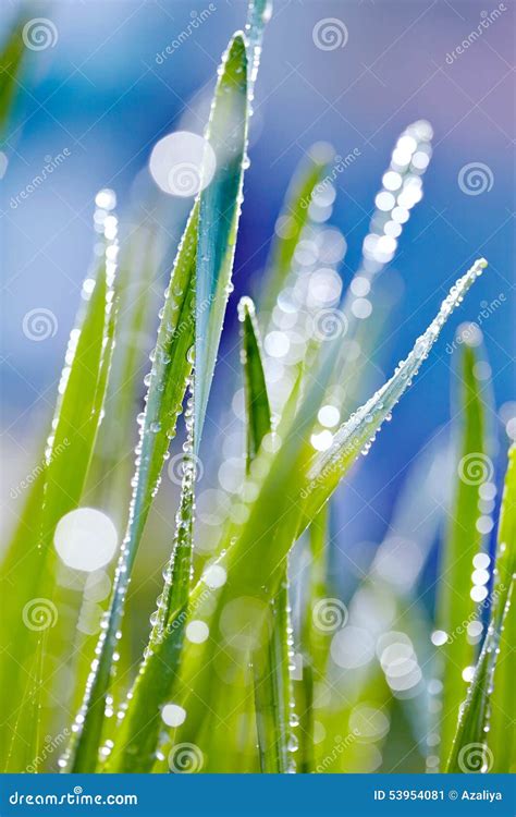 Fresh Green Grass With Dew Stock Image Image Of Ecology Abstract 53954081