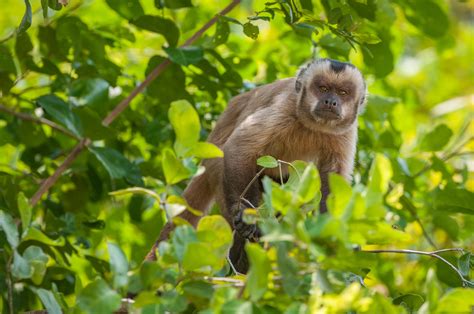 Brown Capuchin Monkey Sean Crane Photography