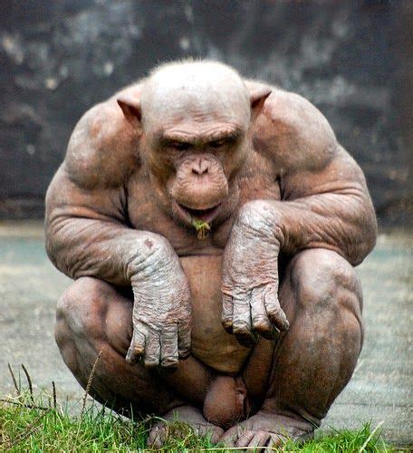 Hairless Chimpanzee Animais Selvagens Animais Incomuns Desenho De