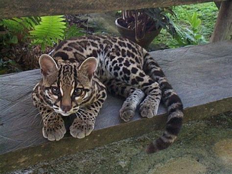 52 Best Images About Margay Cat On Pinterest Argentina Rainforests