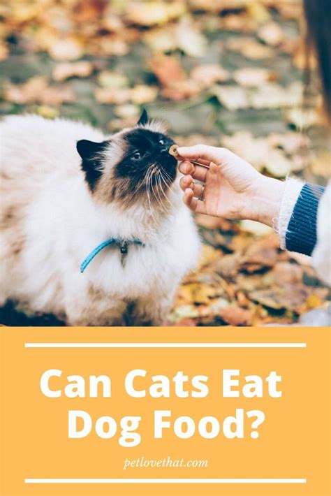 If you catch your cat in the act, there's no need to rush him to the emergency vet. Dog food can turn out to be really dangerous for cats to ...