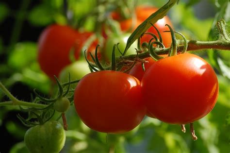 The Royal Gardener 2 Ways To Improve Your Tomato Crop