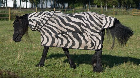 The Truth Behind Why Zebras Have Stripes Bbc Future