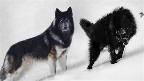 7 Dogs That Look Like Wolves Ohl