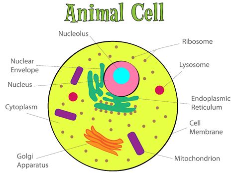 Printable Animal Cell Diagram