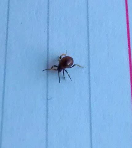 Sie lernen bezeichnungen für die verschiedenen zimmer. Was sind das für kleine rötlich-braune Käfer in meiner ...