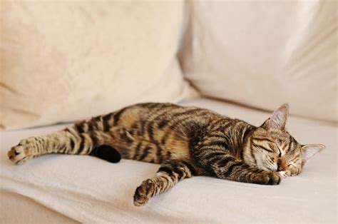 Cat Drooling While Sleeping