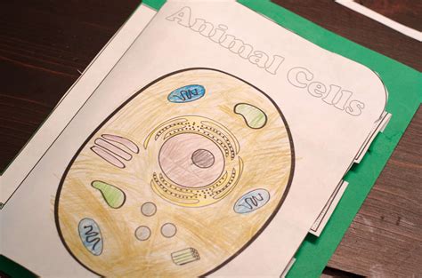 In the case of unicellular organisms such as bacteria and yeast, this process is remarkably simple and essentially only requires the inoculation of the appropriate medium. Animal Cell Interactive Notebook - Only Passionate Curiosity