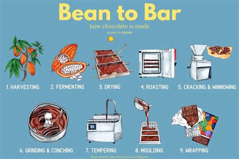 During which stage of meiosis do the sister chromatids begin to move toward the poles? Bean to Bar: How Chocolate is Made | Cacao Magazine