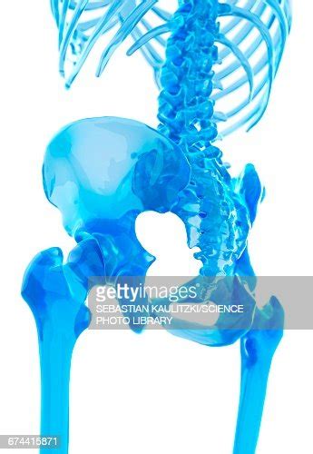 Human Hip Bones High Res Vector Graphic Getty Images