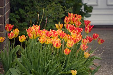 Bright Tulips Free Stock Photo Public Domain Pictures