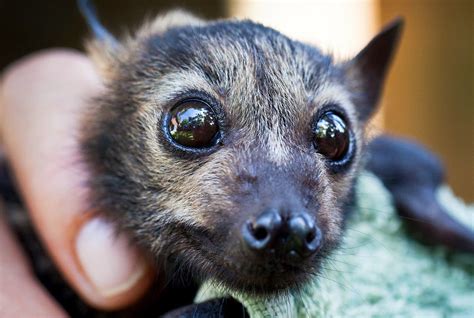 Single Look From Jasper The Bat Will Convince You To Help Save This
