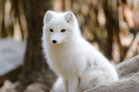 Download Innocent Young White Fox Wallpaper