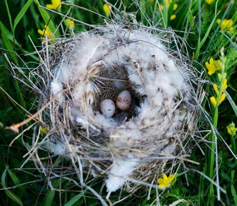 How To Help Birds Build A Nest In Your Backyard Birds Eye Meeple
