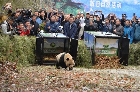 Chinese Pandas Ba Xi And Ying Xue Released Back To Nature Daily Mail