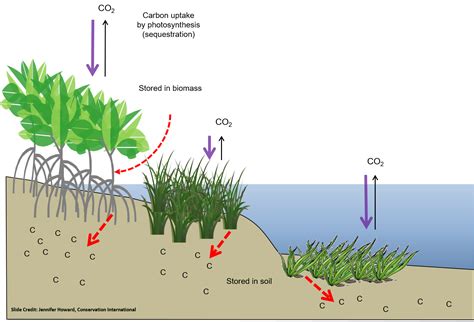 Blue Carbon Science And Projects ~ Restore Americas Estuaries