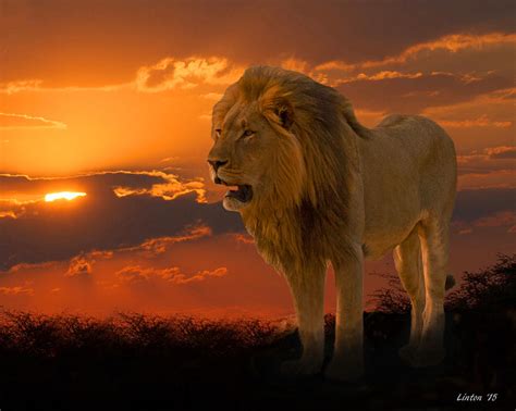 African Sunset Photograph By Larry Linton Fine Art America
