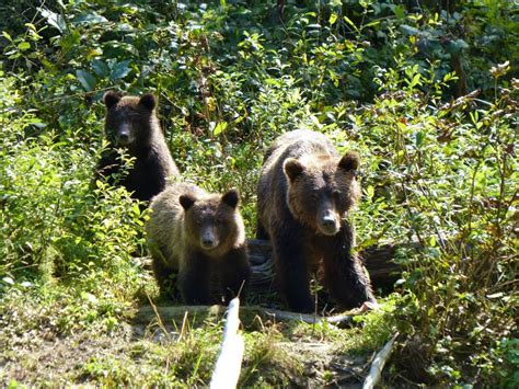 A Young Grizzly Walking Over A Log