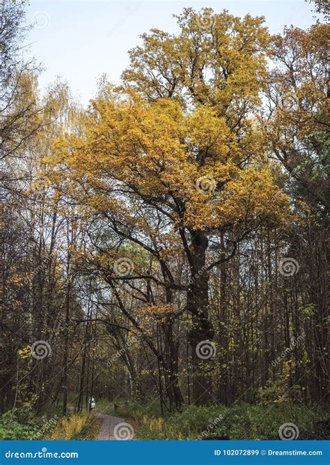 Huge Old Oak Tree In Autumn Park Stock Image Image Of Serene Stem