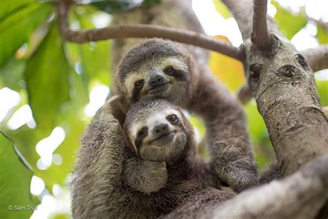 Sloths Background Fun Facts About Sloths In Costa Rica Kolpaper