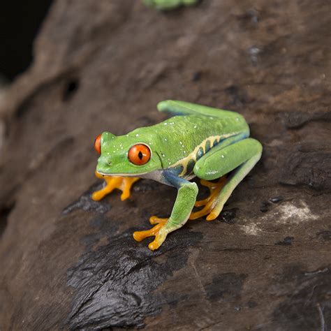 Agalychnis Callidryas Aka Red Eyed Tree Frog Jungle Jewel Exotics