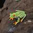 Agalychnis Callidryas Red Eyed Tree Frog  Jungle Jewel Exotics