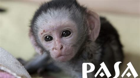 Pasaafrica Monkeys Need Food During Covid 19 Gap Project