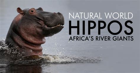 How To Watch Natural World Hippos Africas River Giants Uktv Play