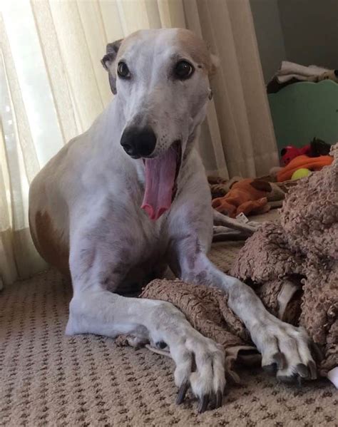 Why Does My Greyhound Whine How To Interpret Greyhound Homecare